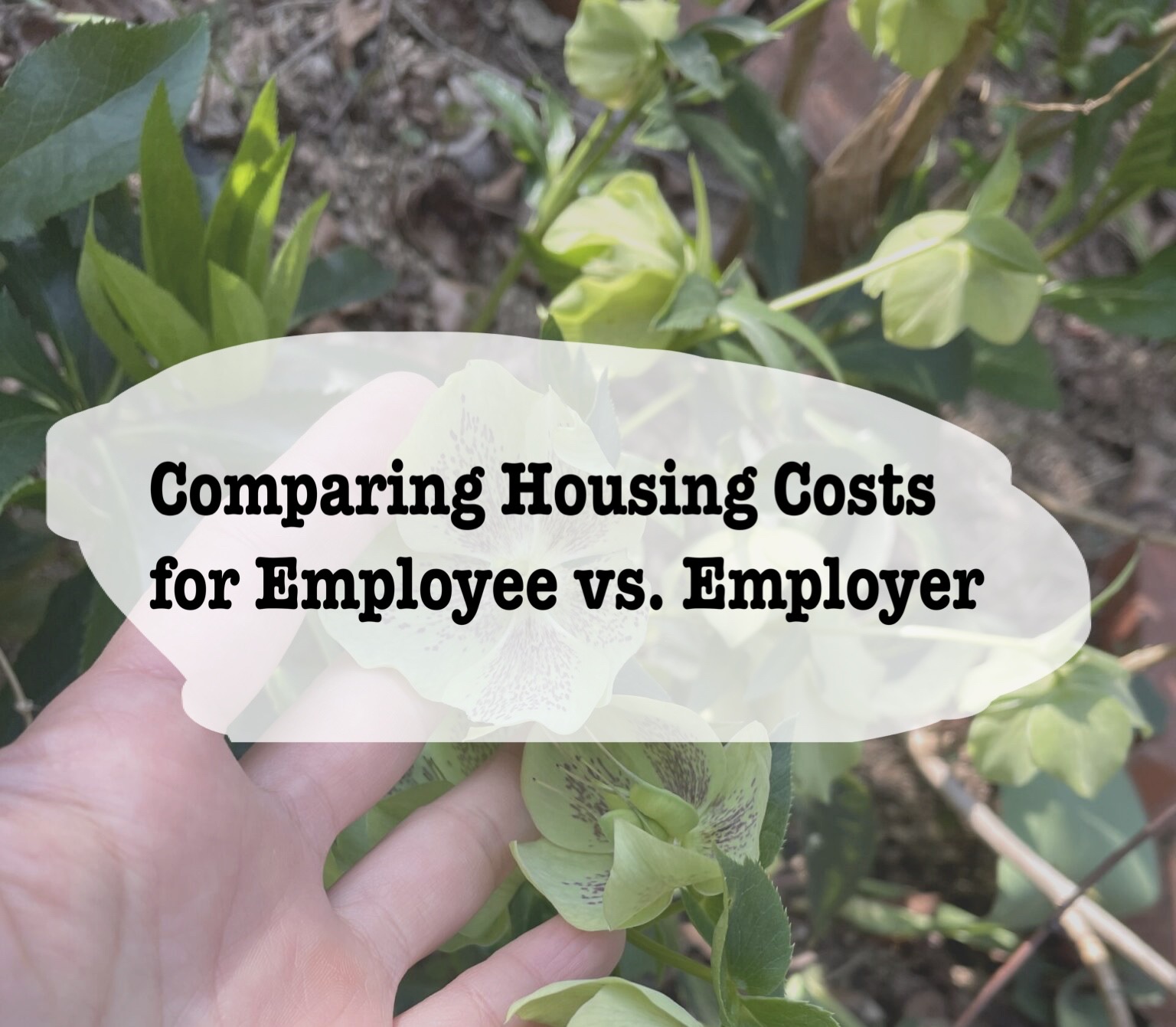 Comparison Self-employment vs. Employee for renting